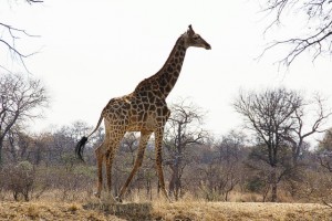 giraffe1